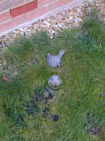 020124mole.jpg (62112 bytes)